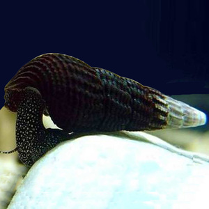 5个橙兔螺印尼苏拉威西螺苏螺观赏螺活体宠物螺活体微破损螺包邮