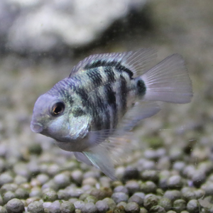 台湾迷你鹦鹉鱼白金宝蓝热带观赏鱼草缸鱼缸宠物活体小型鱼包邮