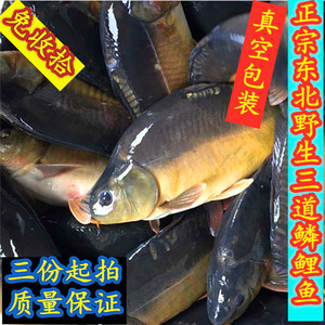 正宗东北野生现捞活鱼 三道鳞鲤鱼 质量保证 免收拾 3斤装包邮