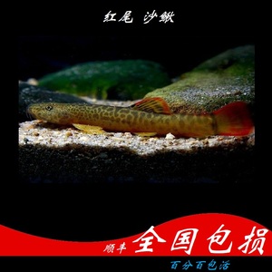 鱼红尾黑鲨彩虹鲨鱼小型鱼热带鱼观赏鱼活体鱼苗淡水清道夫6人付款6