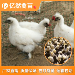 原种精品泰和乌骨鸡苗高标准大种白羽乌鸡活苗包运输成活活体热卖