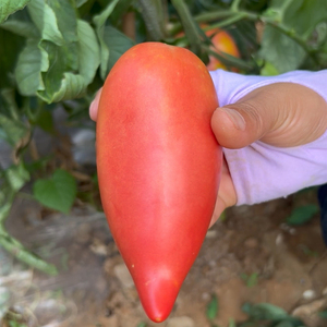 芒果蜜果味番茄种子 水果口感番茄沙瓤味甜西红柿种子包邮