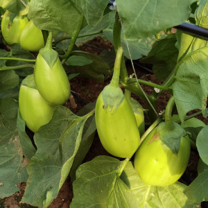 绿罐茄种子 茄子种子绿色茄子种籽种孑青茄子绿皮春季秋菜种