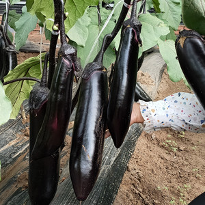 黑长茄茄子种子 紫黑长茄子黑亮长茄子种子 蔬菜种子