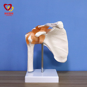 人体骨骼肩关节模型1:1骨架仿真正骨医用拼装玩具教学可拆卸