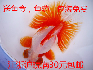徐州观赏金鱼活体/国粹红白碟尾/风水鱼/冷水鱼/附种鱼图/包活