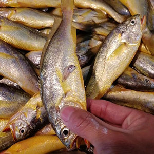 石浦海鲜 东海海捕野生新鲜小黄鱼 黄花鱼  一斤8-9条  美味