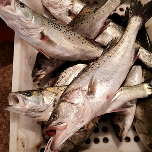 石浦海鲜 东海野生新鲜海鲈鱼 七星鲈鱼 肉质鲜嫩没刺