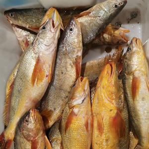 石浦海鲜 东海野生海捕尖嘴黄三鱼 黄姑鱼 肉质鲜美没刺_阿里巴巴找货