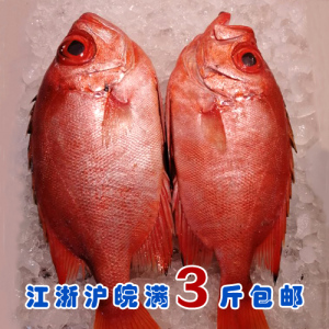 石浦海鲜  新鲜金目大眼鲷大眼鸡红鲷鱼  刺身好鱼  非冻品