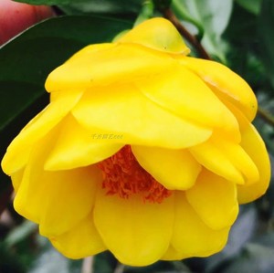 金花茶品种崇左四季金花茶 开花金黄大花型重瓣 绿植花卉喜阴耐寒