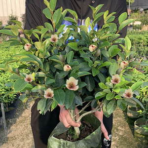 浓香型含笑花树苗庭院阳台盆栽门口花园绿植植物香水老桩四季常青