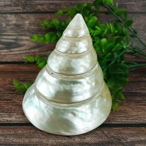 天然贝壳特大夜光塔螺钟螺马蹄螺荧光银色海螺收藏摆件装饰造景