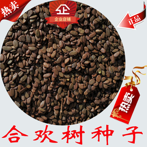 合欢树种子 马缨花 绒花树 合昏 夜合 鸟绒 马蓉花 树种子