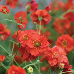 蔓花园 重瓣水杨梅 晚霞落日 橘红色切花水杨梅 花园阳台盆栽花卉