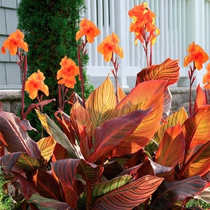蔓花园 火焰美人蕉 加州落日 多年生庭院阳台观叶植物