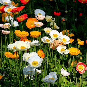 蔓花园 冰岛虞美人 冬季花园耐寒开花植物  阳台盆栽花苗