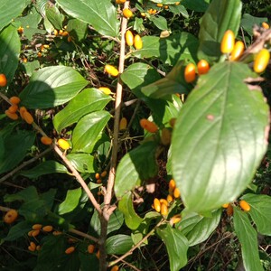 猫乳树桩  长叶绿柴 山黄 糯米芽 鼠矢枣树桩 二至三公分粗 一株