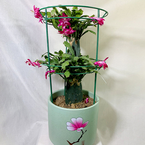 蟹爪兰支架