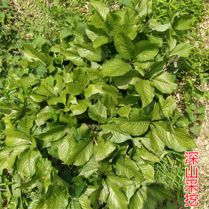 新鲜四块瓦四叶莲四叶对四叶金四大天王中草药材全草500g1人付款55