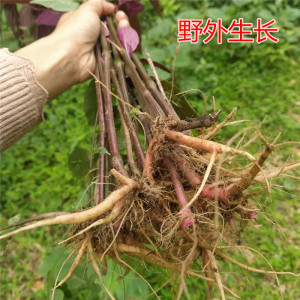 红牛膝苗野生新鲜现挖牛膝中药材庭院阳台楼顶种植
