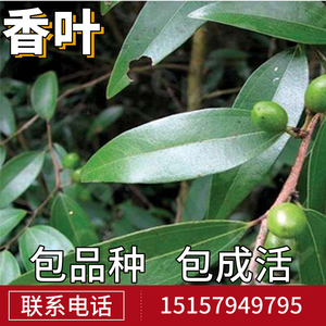 食用香叶树苗南北方庭院地栽佐料香料调料幼苗地中海月桂树绿化