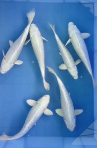 纯种日本新款白金锦鲤鱼苗活体包活 宠物观赏冷水风水淡水鱼精品