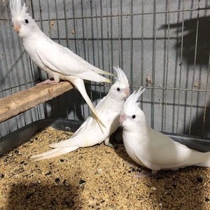 白百趴一对全品一公一母带卡特色玄凤鹦鹉手养亲人体质健康包邮