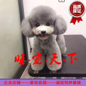 茶杯灰泰迪种犬配种灰泰迪大狗小体灰色泰迪狗贵宾犬成犬北京借配