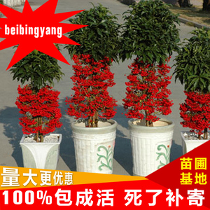 黄金万两花卉