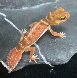 蜥蜴宠物活物小型好养西澳细皮瘤尾守宫睫角豹纹肥尾盖勾亚幼体活