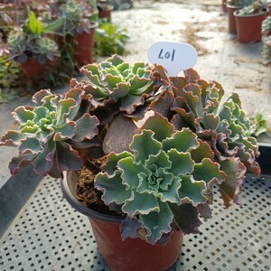 蓝狐4年以上控养大粗腿木质化老桩大群一物一拍芙罗拉多肉