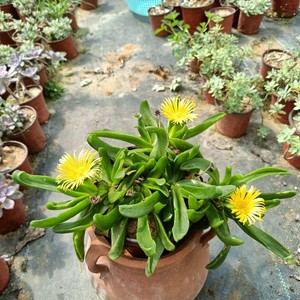 人付款淘宝多肉植物佛手托金【佛手掌花】双色花四季开花单头 老桩 实