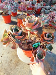 阿里莱特正版大包菜大群老桩一物一拍芙罗拉多肉