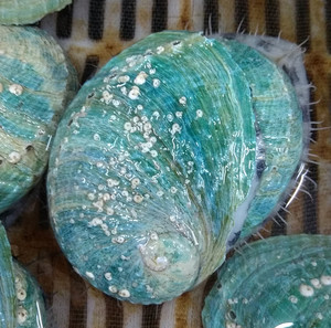 鲜活澳大利亚翡翠鲍进口活鲍鱼 烧烤绿鲍新鲜刺身食材野生活海鲜