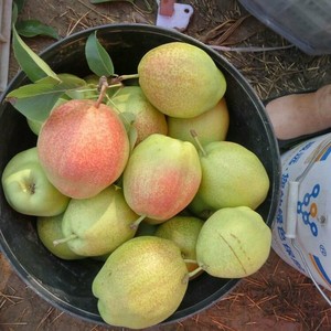 800人付款淘宝鹅口 反复性 雪口 婴幼儿 糊口白 广西上梨 超多好评