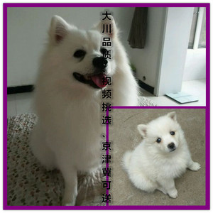 狐狸狗小型犬银狐