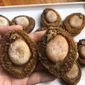 10头南非鲍鱼干货 深海特级大溏心鲍商用红烧糖心干鲍鱼 500g袋装