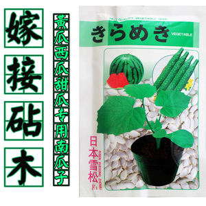 日本雪松嫁接砧木黄瓜西瓜甜瓜嫁接苗专用砧木白南瓜籽黑南瓜种子