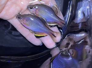 原生观赏鱼冷水 杭州齐氏鱊 活体 淡水鳑鲏鱼群游中下层稀少包活