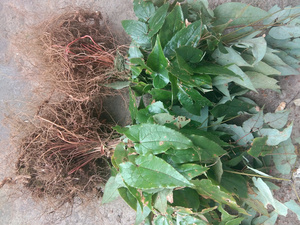 贵州农产品淫羊藿 中草药材仙灵脾三枝九叶草三角莲全株干货500克