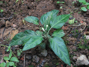 贵州草药野生矮陀陀 中药材地柑子石甘子小白花草矮坨坨干货500克