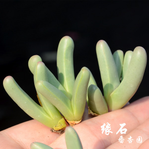 宝槌玉手指银叶花属稀有多肉番杏科植物fissum基地直销缘石番杏园