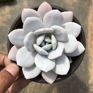 【多肉植物粉雪莲】多肉植物粉雪莲品牌,价格 - 阿里巴巴