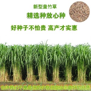 甜象草牧草种子