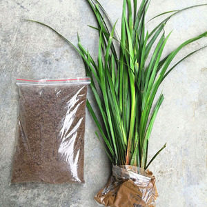 贵州茴香菖蒲香草种植香料沙姜五香草花卉盆景随手香养龟鱼池盆栽