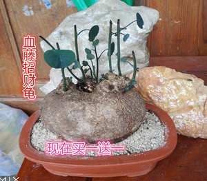 乌龟水培植物