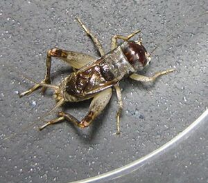 蟋蟀活物针头蟋蟀油葫芦蟋蟀白蟋蟀蟋蟀斗虫蟋蟀活物 野生斗虫.