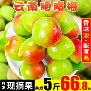 云南胭脂梅5斤红梅新鲜青梅孕妇水果酸梅子泡酒酸水果当季头茬10