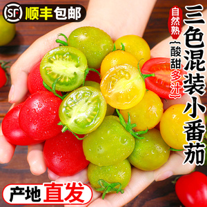 新鲜三色小番茄5斤黄金圣女果当季水果现摘绿柿子蔬菜西红柿3包邮